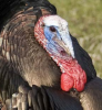 turkey1.png
