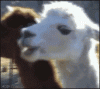 upload_2021-6-14_16-33-43.gif