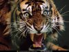 snarling-tiger-512994-sw.jpg