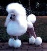 Miniature Poodle (6).jpg