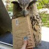 owl-delivers-letter-to-window.jpg