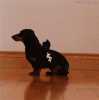 84880061.gif