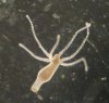 220px-Hydravulgaris.jpg