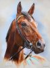 Stribbling - Sea the Stars L.jpg