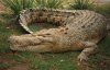crocodile-500x324.jpg