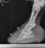 horse foot Xray.jpg