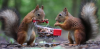 Squirrels.png
