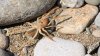 camelspider_header.jpg