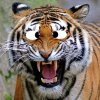 Tiger2.jpg