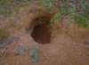 Badger Sett.jpg