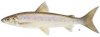 whitefish.jpeg
