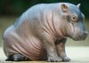 Hippo AH.jpg