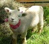 Sheep.jpg