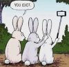 wabbits.jpg