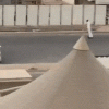 WideBackFlyingfish-max-1mb.gif