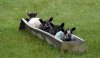 Welsh Bobsleigh Team.jpeg