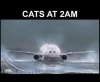 cats.jpg