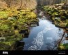 the-river-wharfe-below-the-strid-in-strid-wood-at-bolton-abbey-north-yorkshire-england-MHMJNE.jpg
