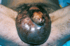GOS-4-178-g001.gif