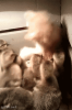 upload_2022-3-31_22-33-1.png