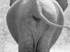 elephants arse.jpg
