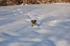 dog 1.jpg
