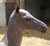 hairless-534x494.jpg