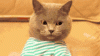 tenor (1).gif