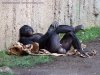 big bolocks monkey.jpg