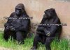monkeys apes.jpg