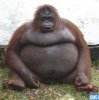 gorrila.jpg