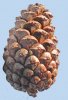 pine-cone-300x436.jpg