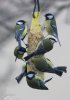 great-tit-120935.jpg