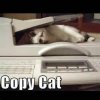 copy cat.jpg