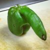 pepper.jpg