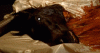 upload_2022-12-23_14-1-22.gif