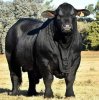bull.jpg