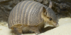 Armadillo.png