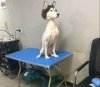 shavedhusky.jpg.2f93c8ee940458737788fbc69f8a9ae2.jpg