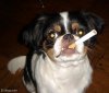 dog-smoking-cigarette.jpg