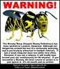 Rooney Wasp LoRes.jpg