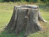 stump.jpg