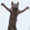Funny_Pictures_Animated_Dancing_Cat.gif~c200.gif