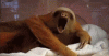 QeVflwrx8cHzq.gif