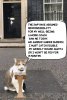 10cat.jpg