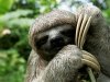 sloth_(c)_Jorge_Salas_International_Expeditions.jpg