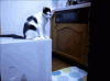 tumblr_ltu3t8symp1qfjjglo1_400.gif