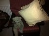 chair ted sm.jpg
