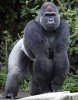 gorilla.jpg