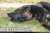 doberman-pinscher-puppy.jpg
